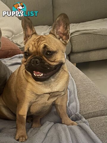 Meet Luna the frenchie
