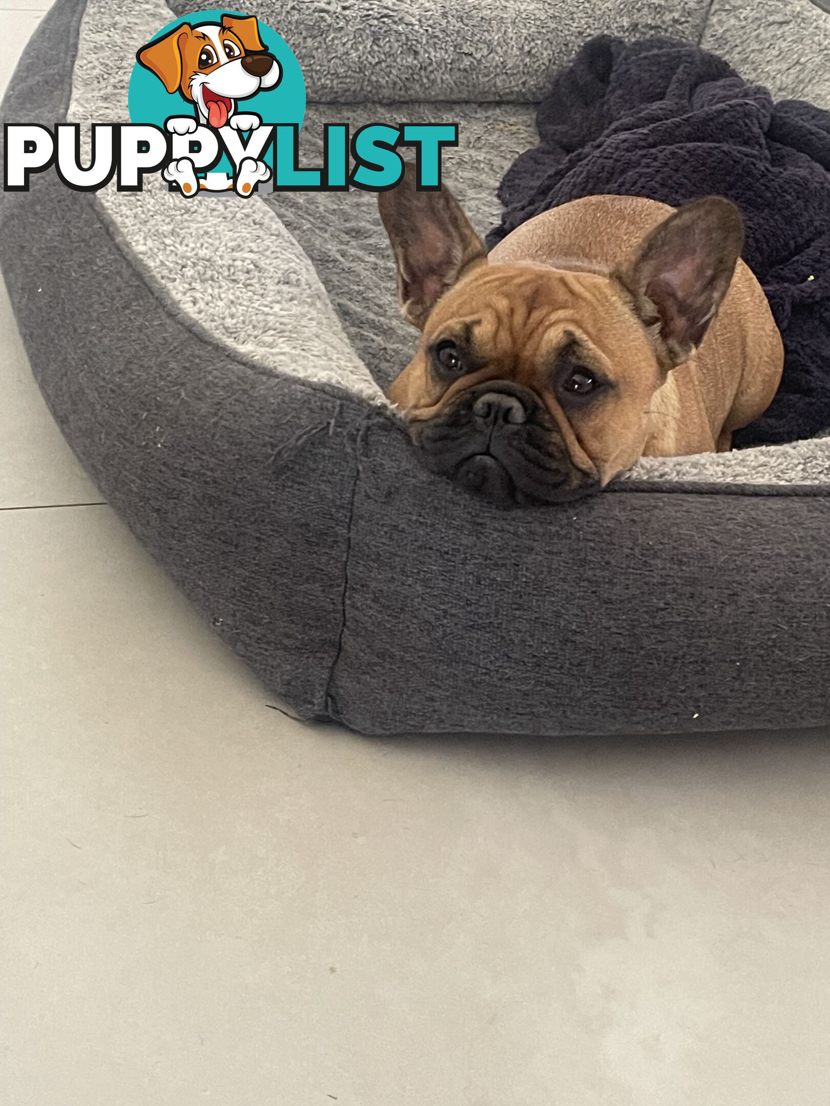 Meet Luna the frenchie