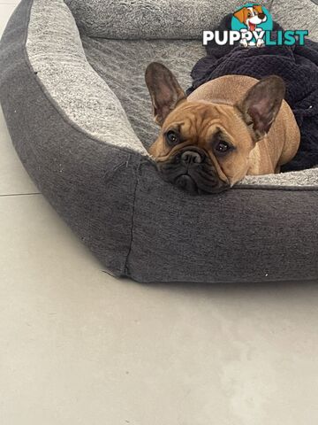Meet Luna the frenchie
