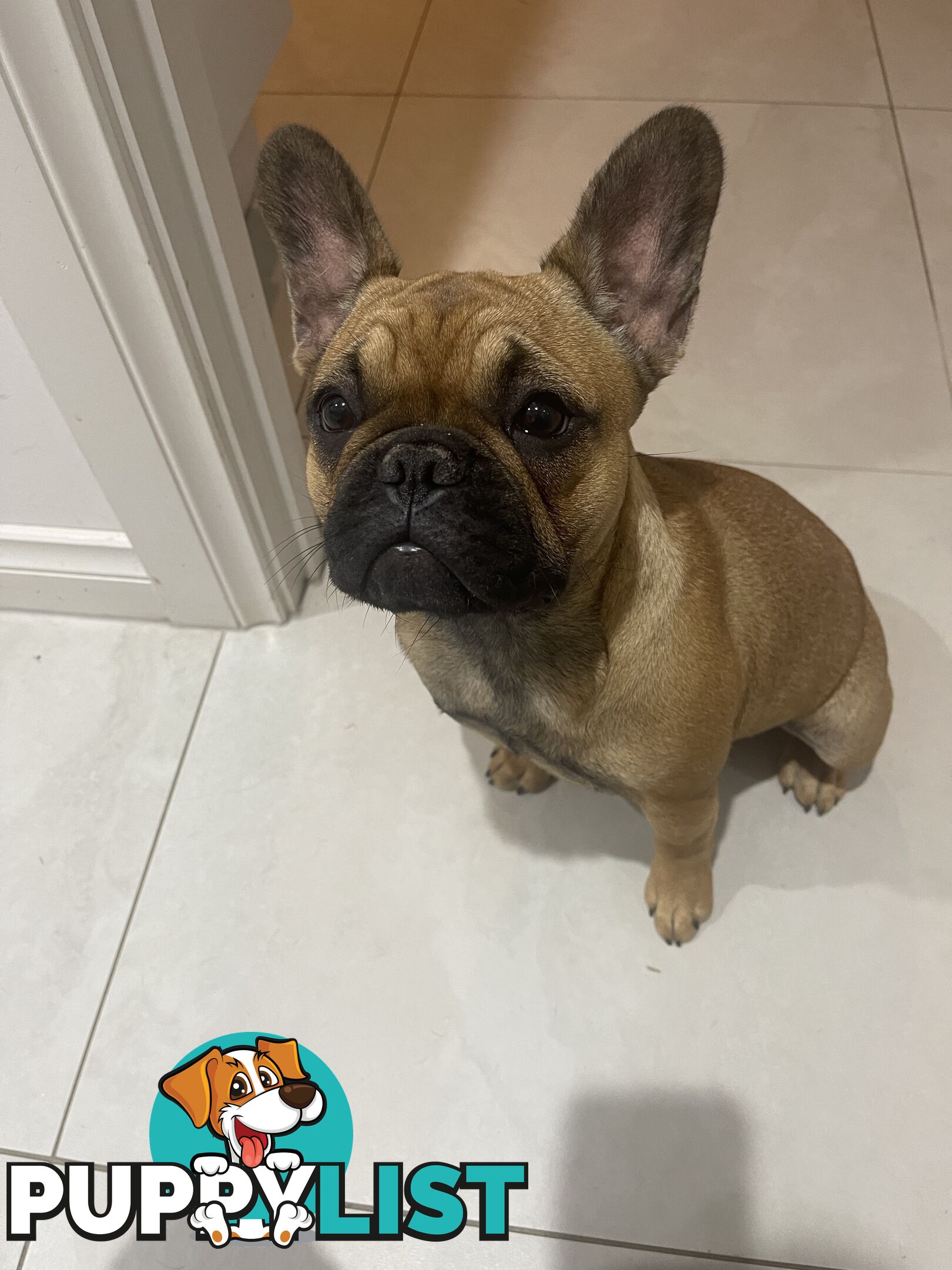 Meet Luna the frenchie