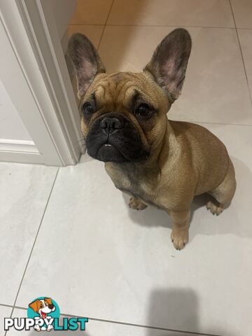 Meet Luna the frenchie