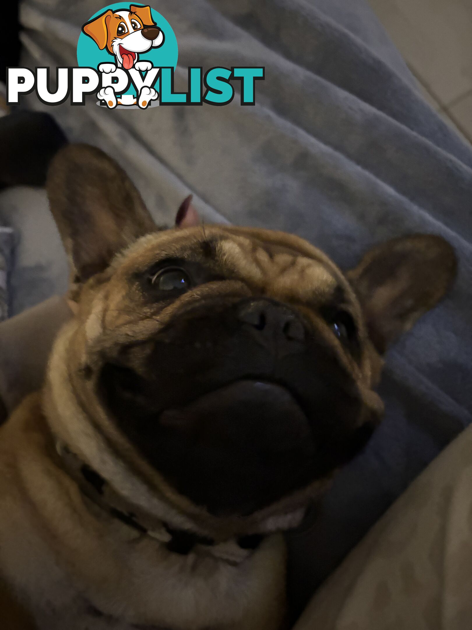 Meet Luna the frenchie