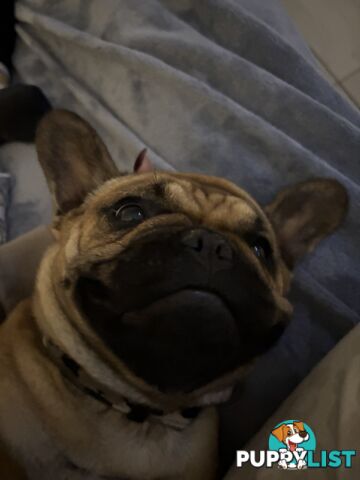 Meet Luna the frenchie