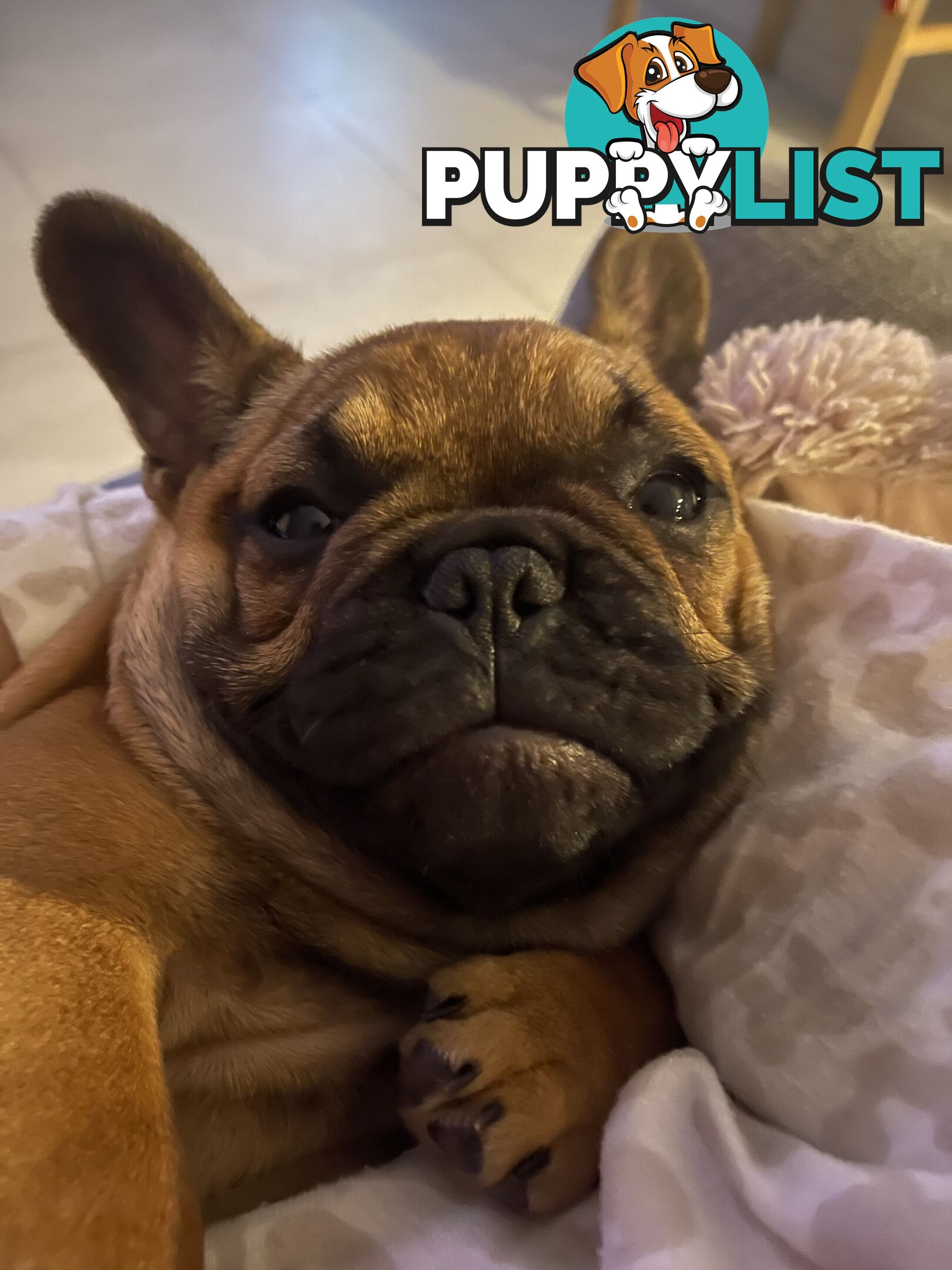Meet Luna the frenchie