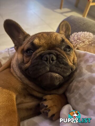 Meet Luna the frenchie