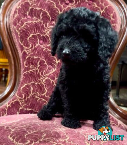 Spoodle girl puppies + red Miniature Poodle boy & 1st generation Spoodle girl