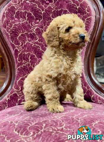 Spoodle girl puppies + red Miniature Poodle boy & 1st generation Spoodle girl