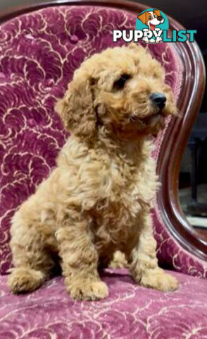 Spoodle girl puppies + red Miniature Poodle boy & 1st generation Spoodle girl