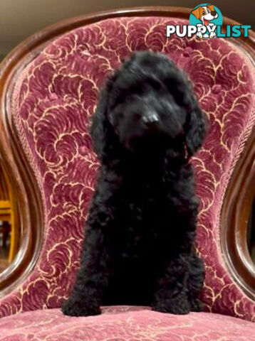 Spoodle girl puppies + red Miniature Poodle boy & 1st generation Spoodle girl