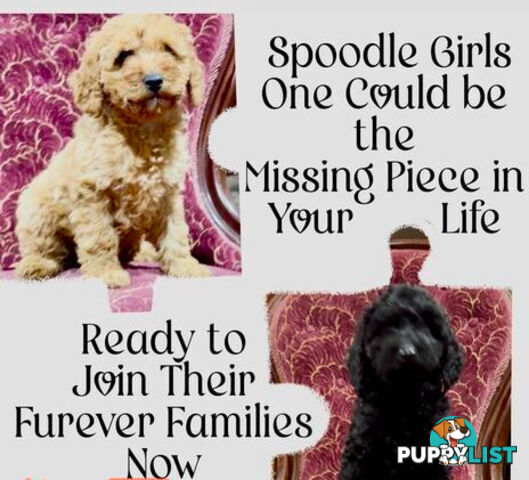 Spoodle girl puppies + red Miniature Poodle boy & 1st generation Spoodle girl