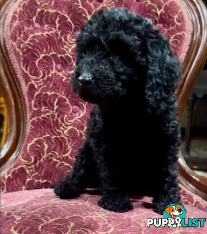 Spoodle girl puppies + red Miniature Poodle boy & 1st generation Spoodle girl