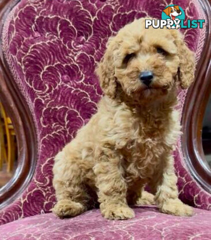 Spoodle girl puppies + red Miniature Poodle boy & 1st generation Spoodle girl