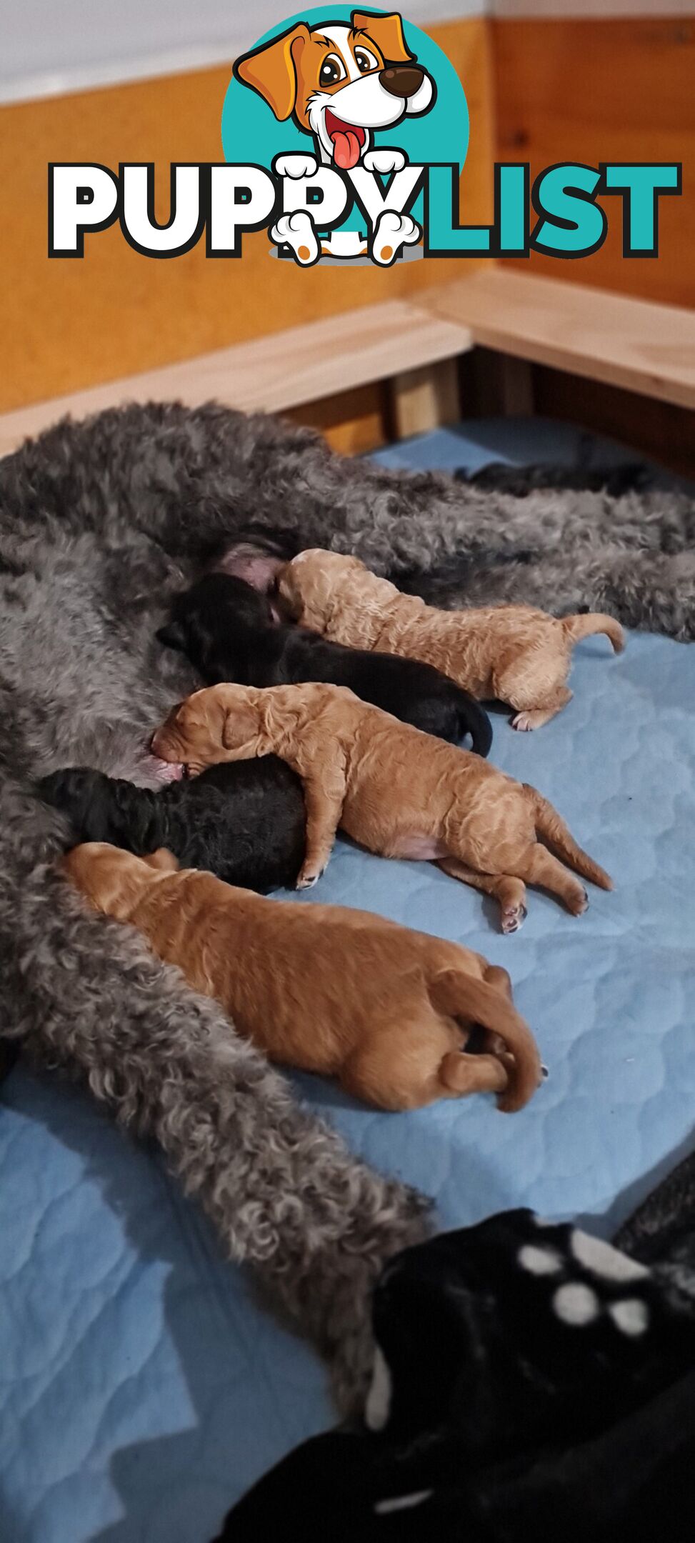 Standard Red Poodle Stud