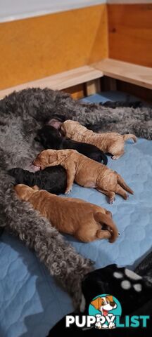 Standard Red Poodle Stud