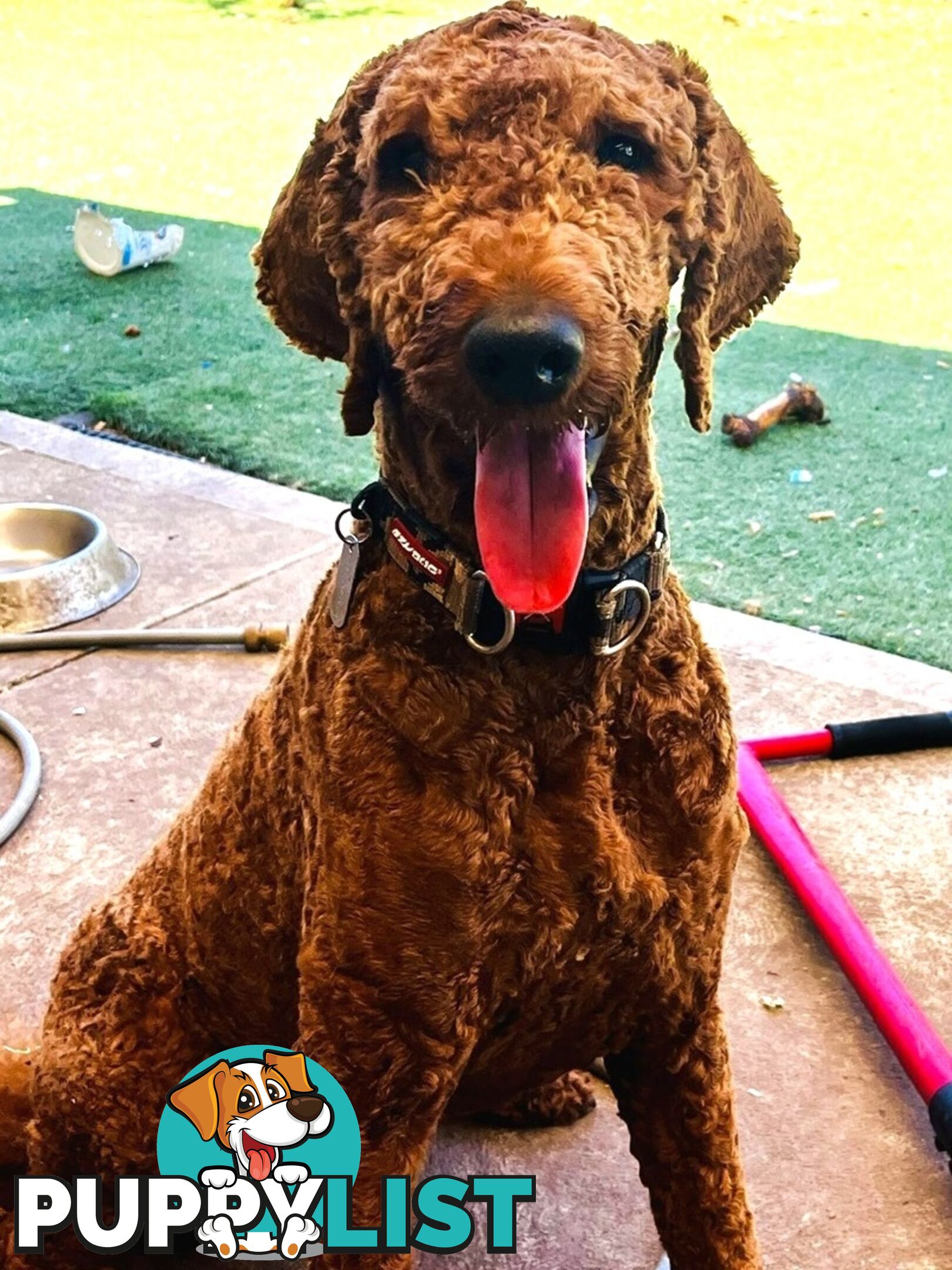 Standard Red Poodle Stud