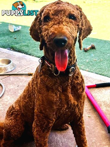 Standard Red Poodle Stud