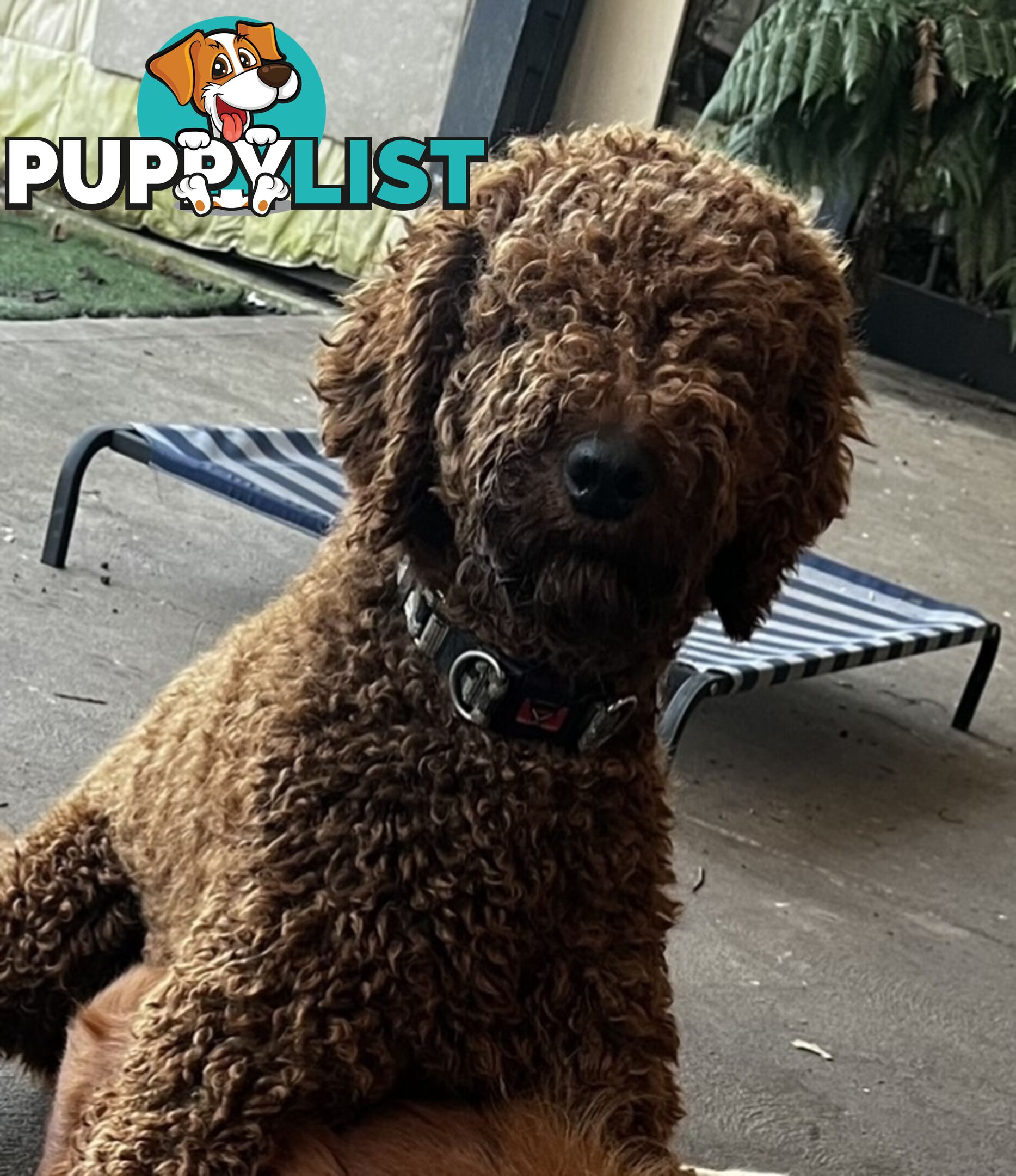 Standard Red Poodle Stud