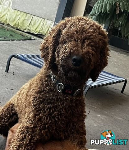 Standard Red Poodle Stud