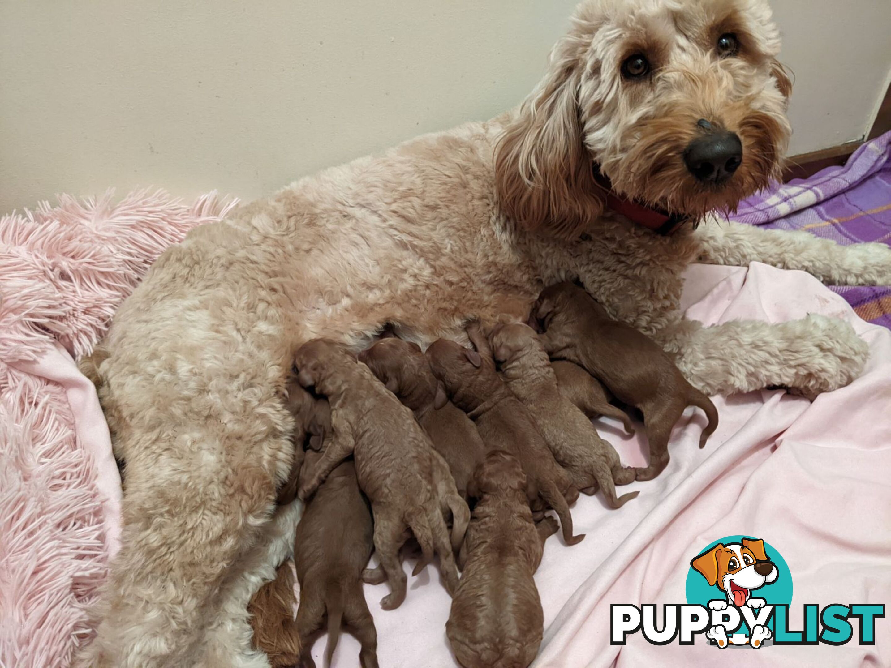 Standard Red Poodle Stud