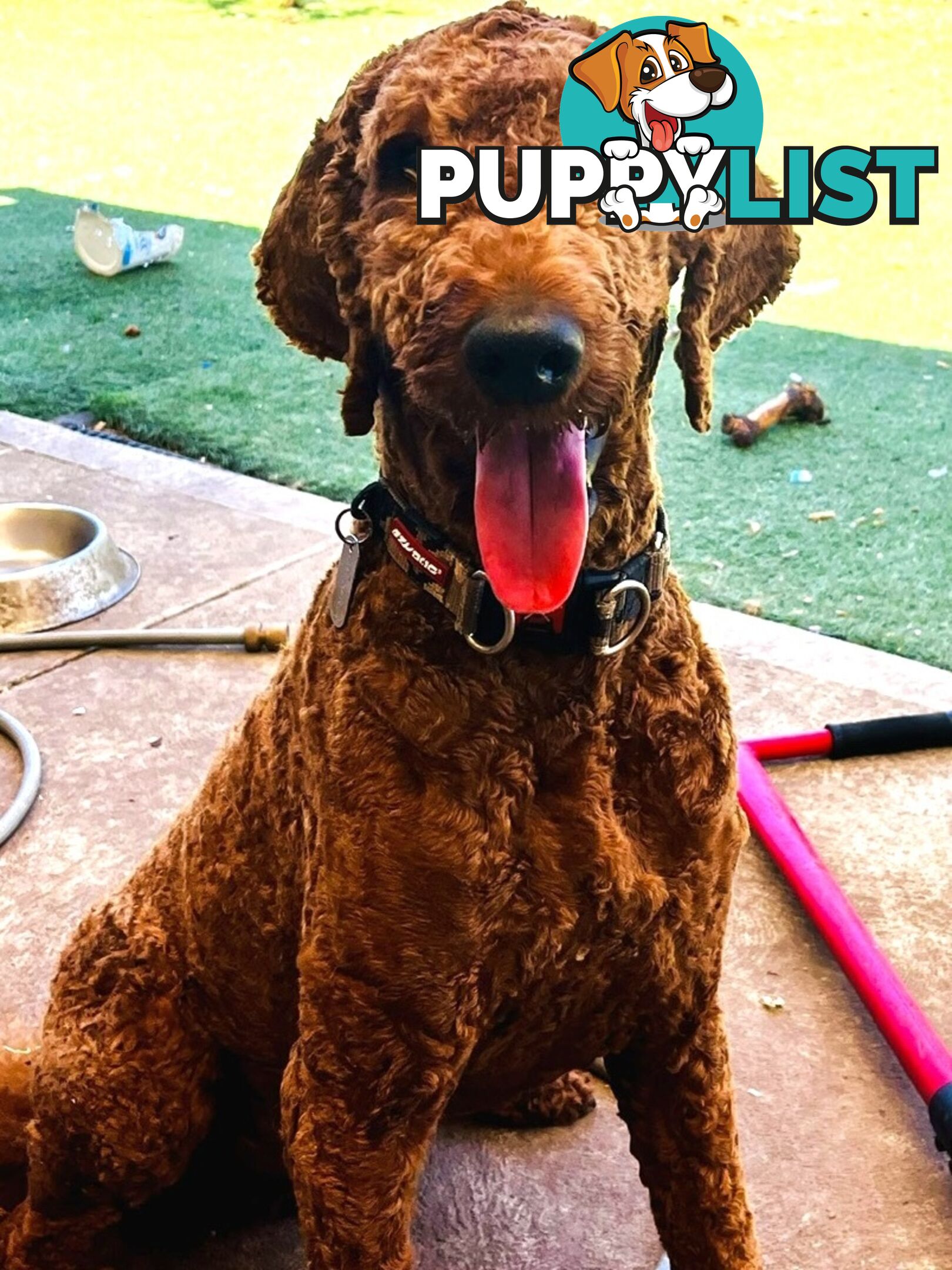 Proven Standard Red Poodle Stud