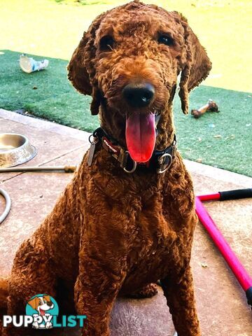 Proven Standard Red Poodle Stud