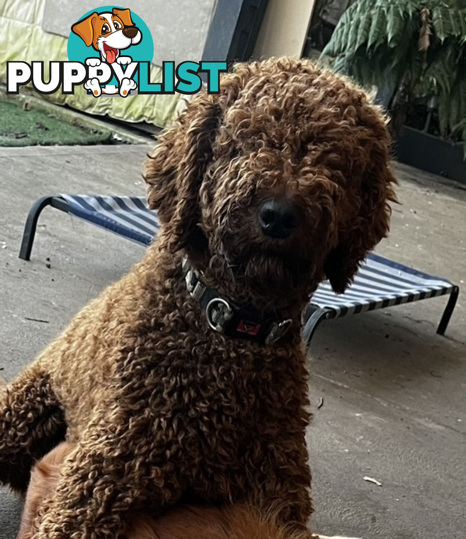 Proven Standard Red Poodle Stud