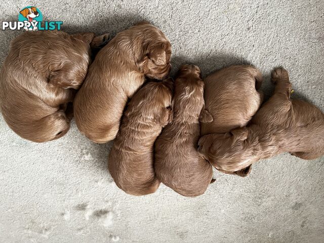 Proven Standard Red Poodle Stud