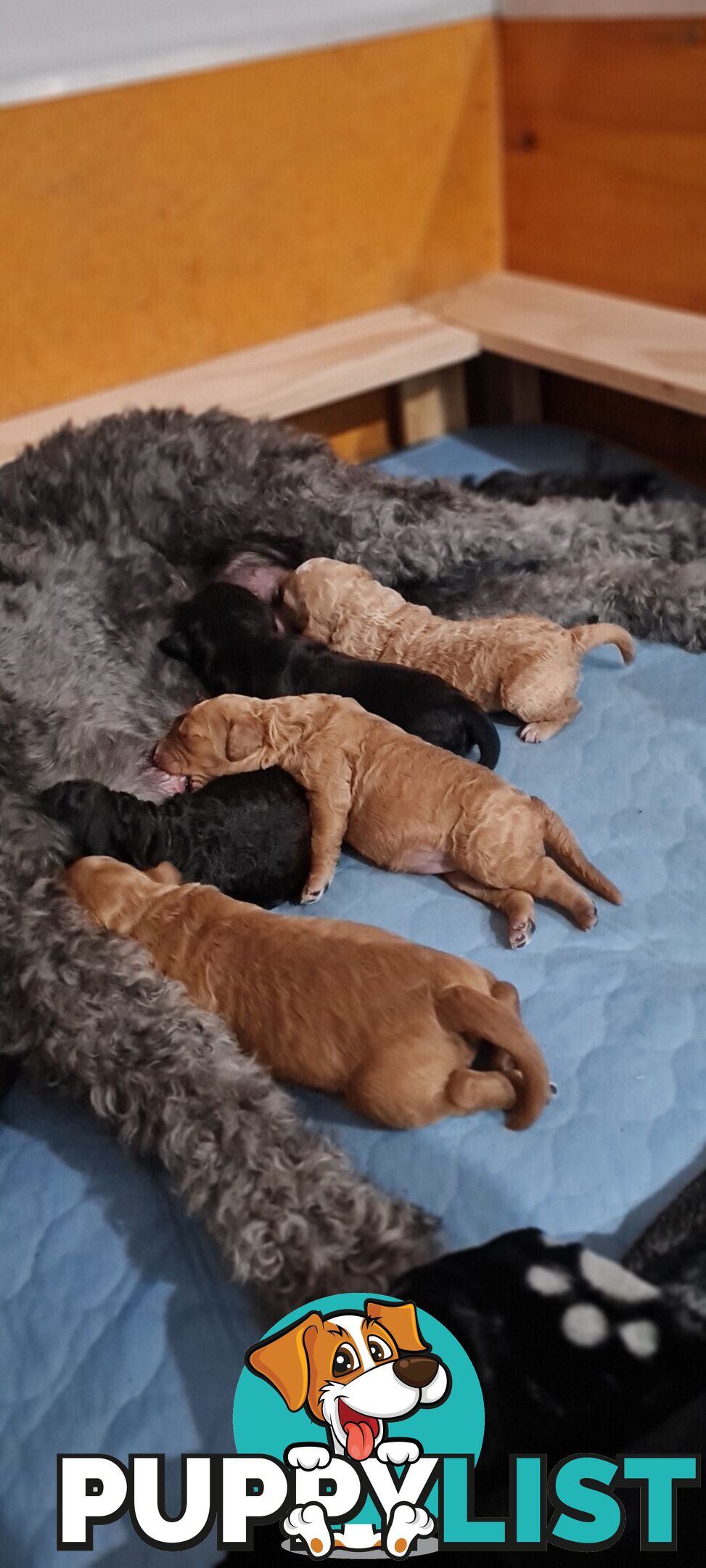 Proven Standard Red Poodle Stud