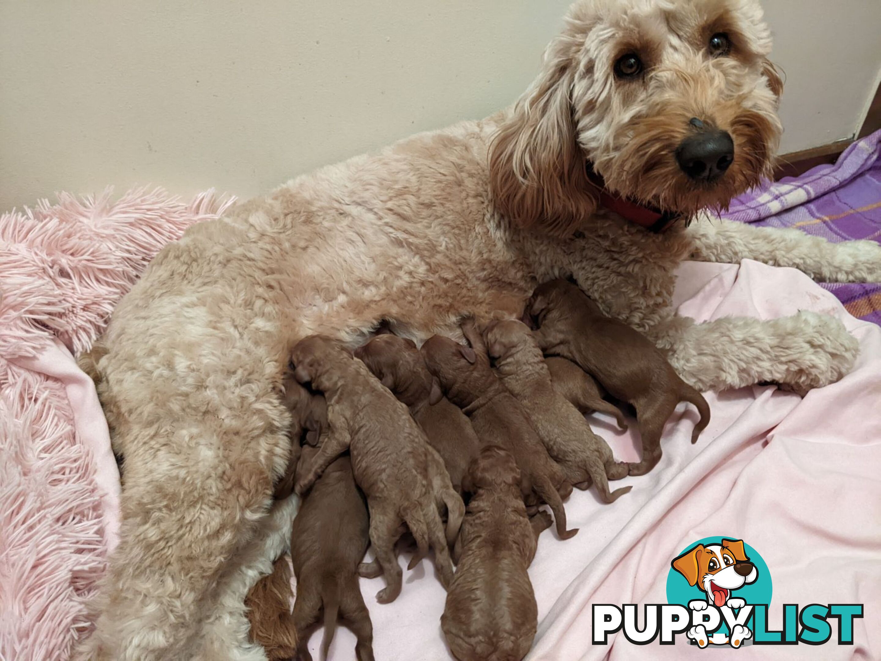 Standard Red Poodle Stud Available for Breeding