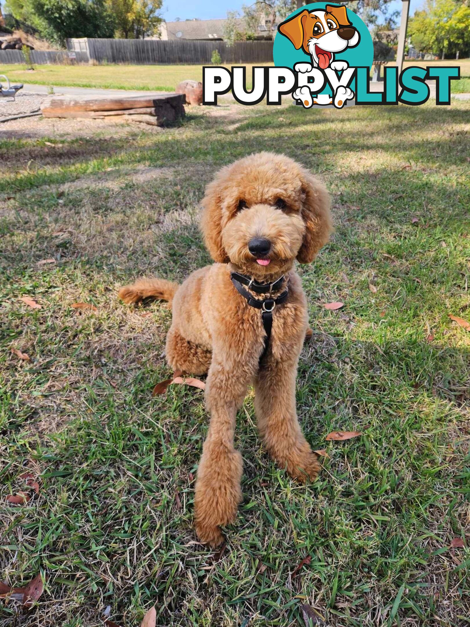 Standard Red Poodle Stud Available for Breeding