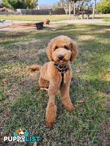 Standard Red Poodle Stud Available for Breeding
