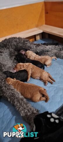 Standard Red Poodle Stud Available for Breeding