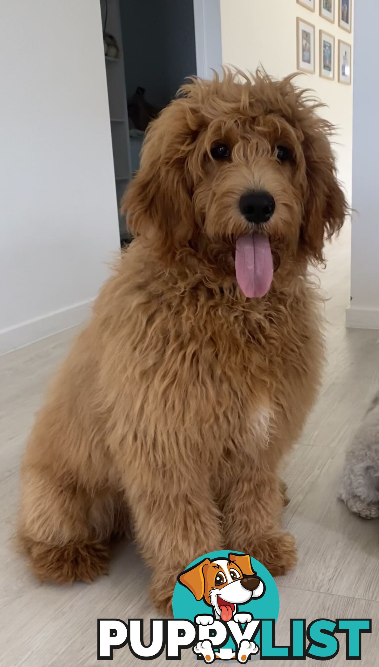 Standard Red Poodle Stud Available for Breeding
