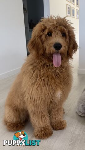 Standard Red Poodle Stud Available for Breeding