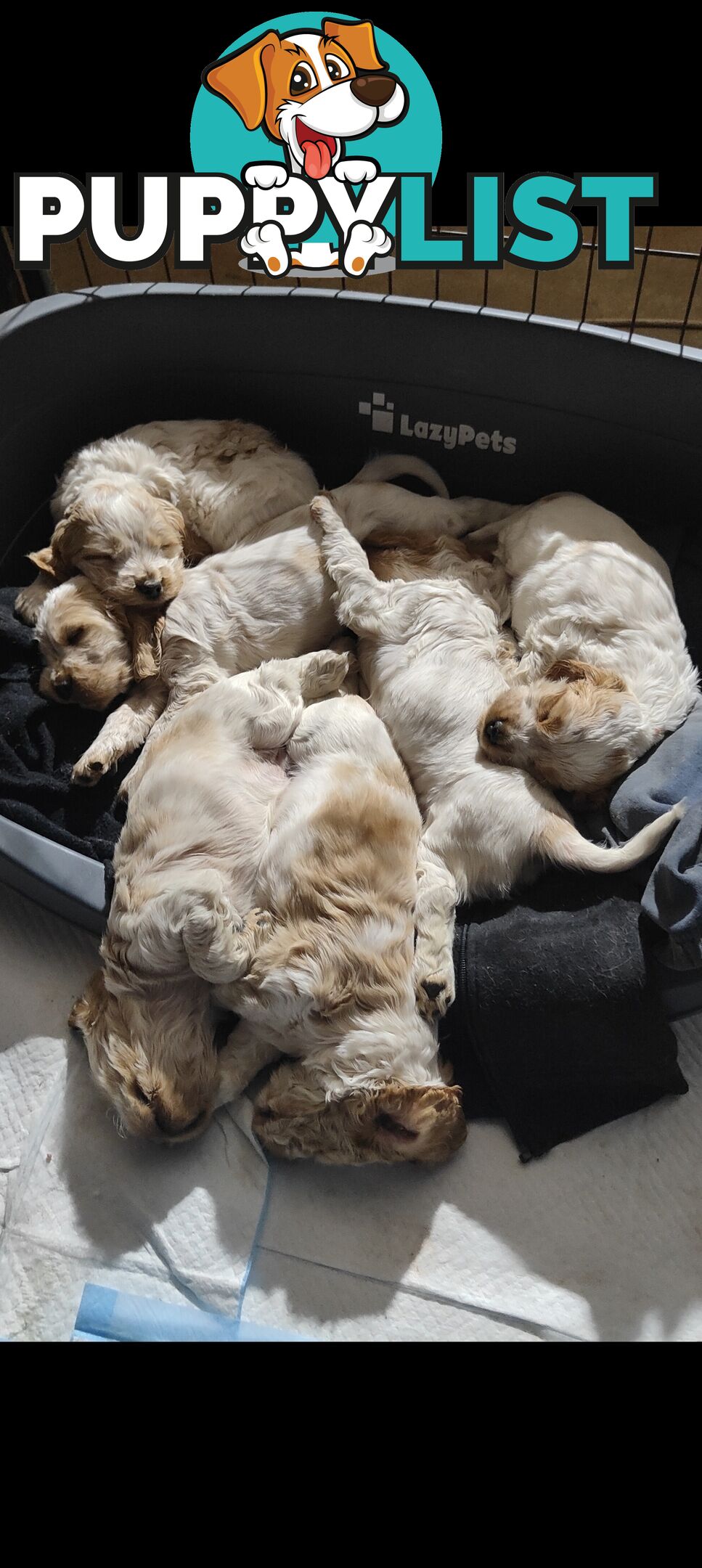 English cocker spaniel