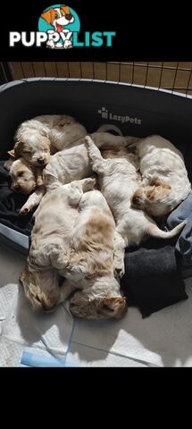 English cocker spaniel