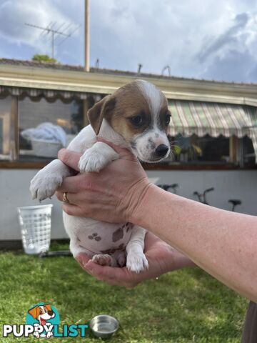 Jack Russell Puppies