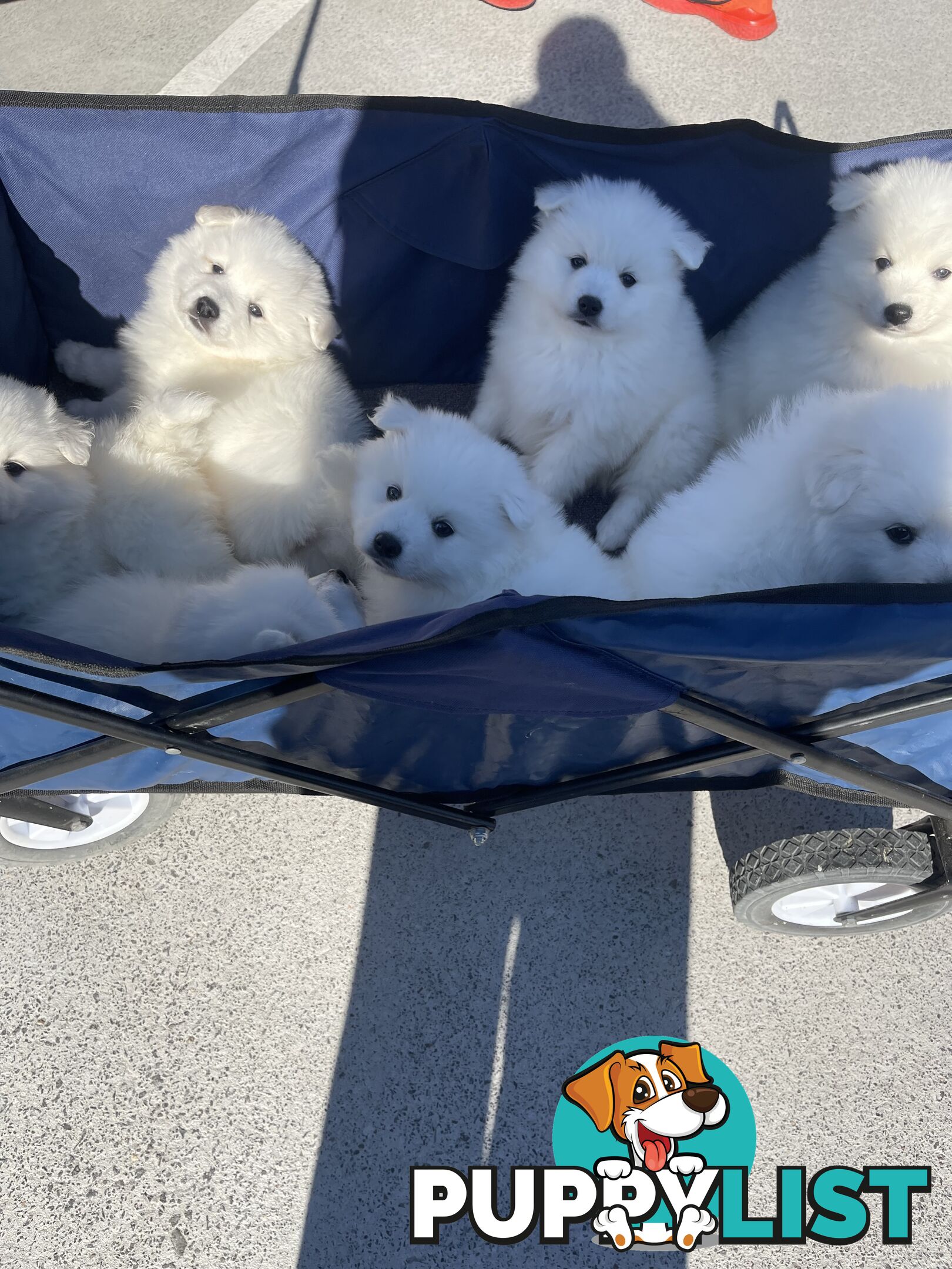Japanese spitz puppies