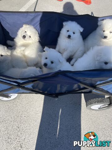 Japanese spitz puppies