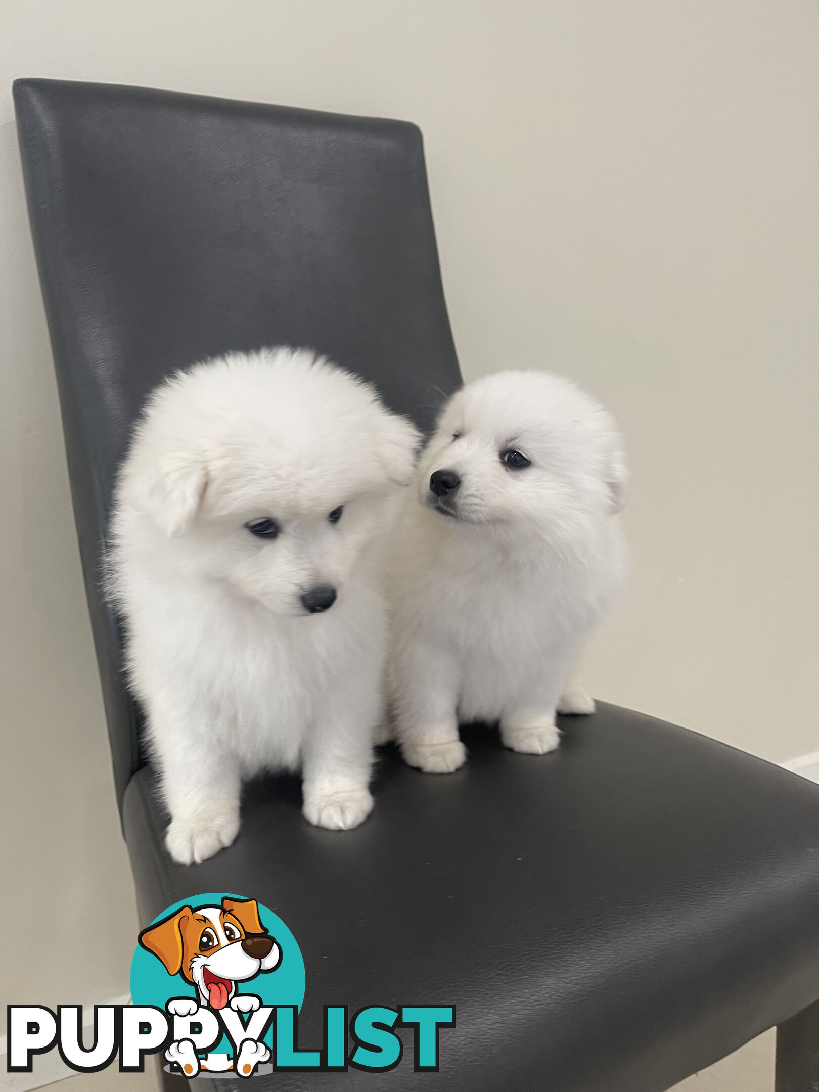 Japanese spitz puppies