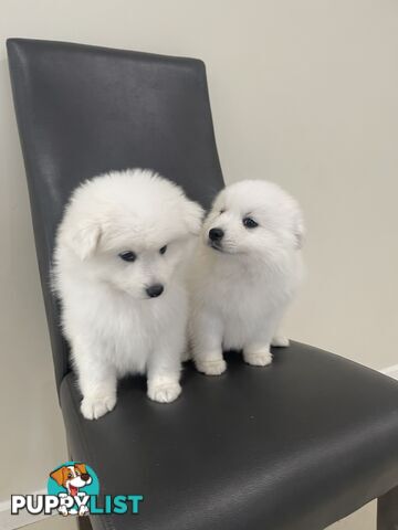 Japanese spitz puppies