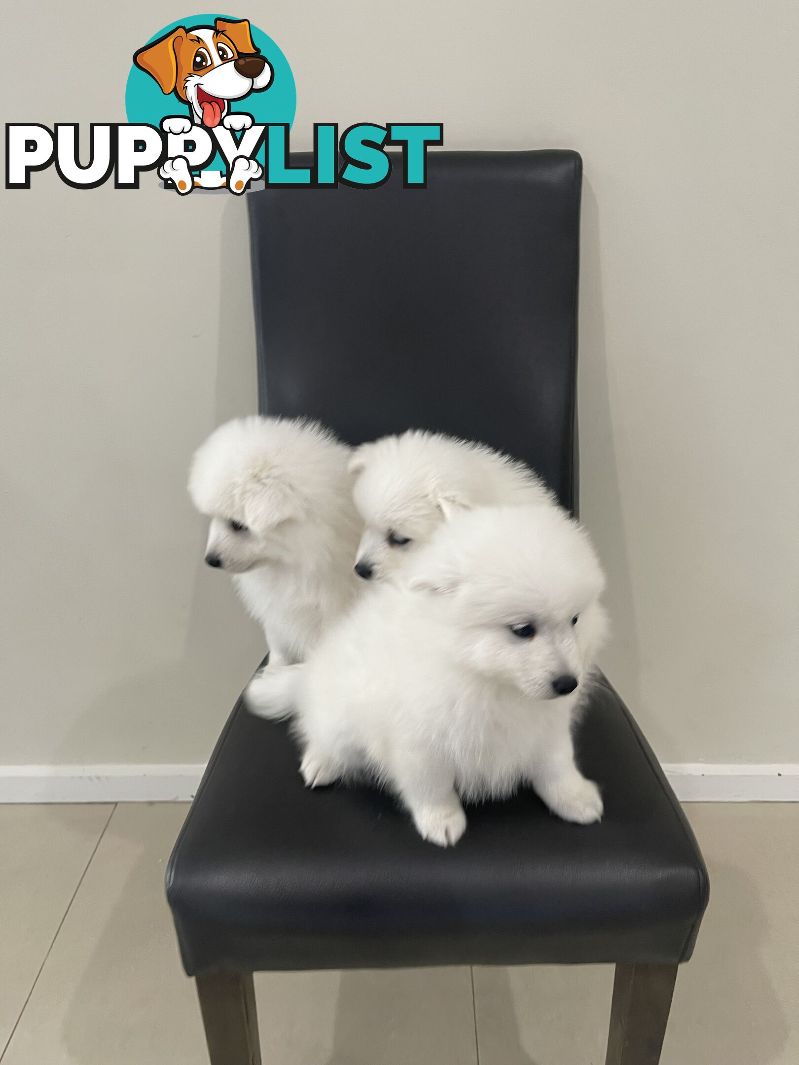 Japanese spitz puppies
