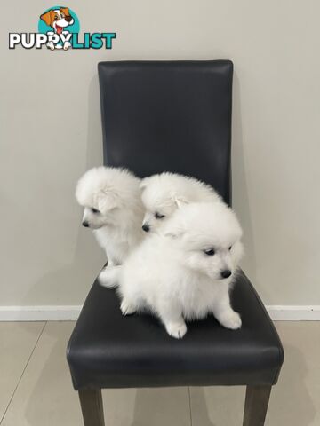 Japanese spitz puppies