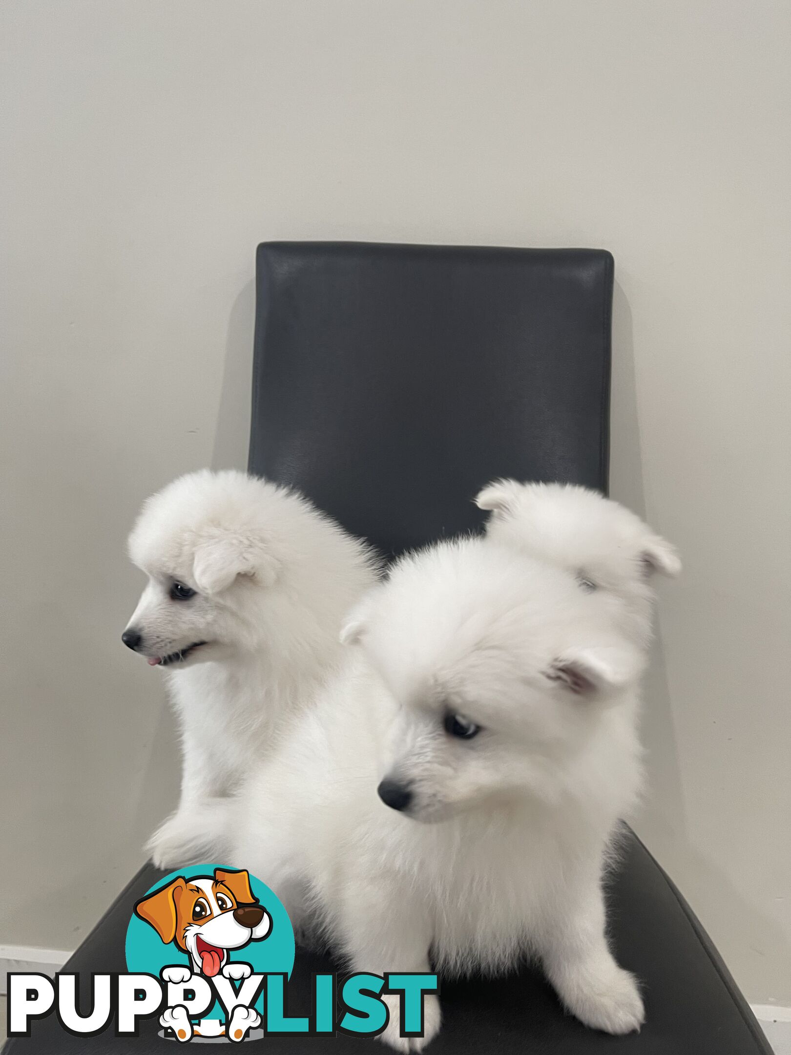 Japanese spitz puppies