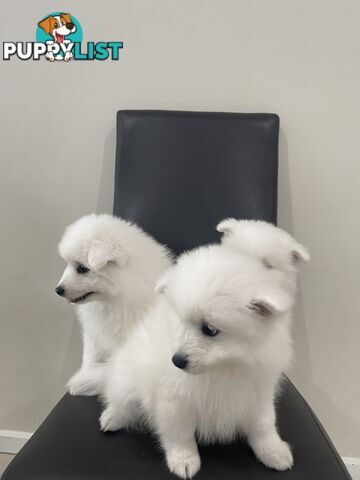Japanese spitz puppies