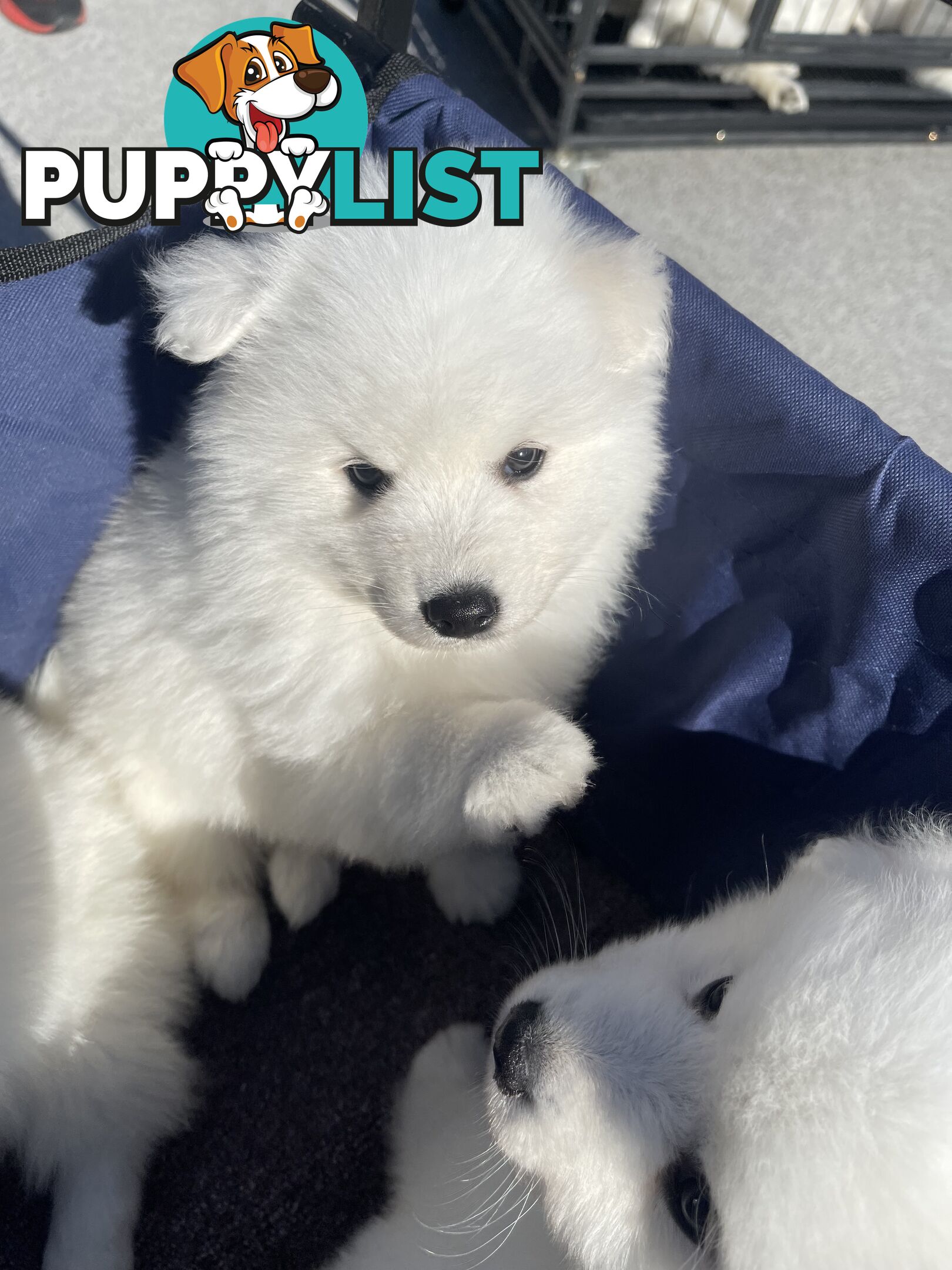 Japanese spitz puppies