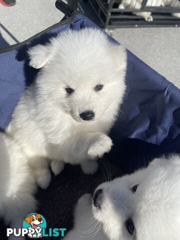 Japanese spitz puppies