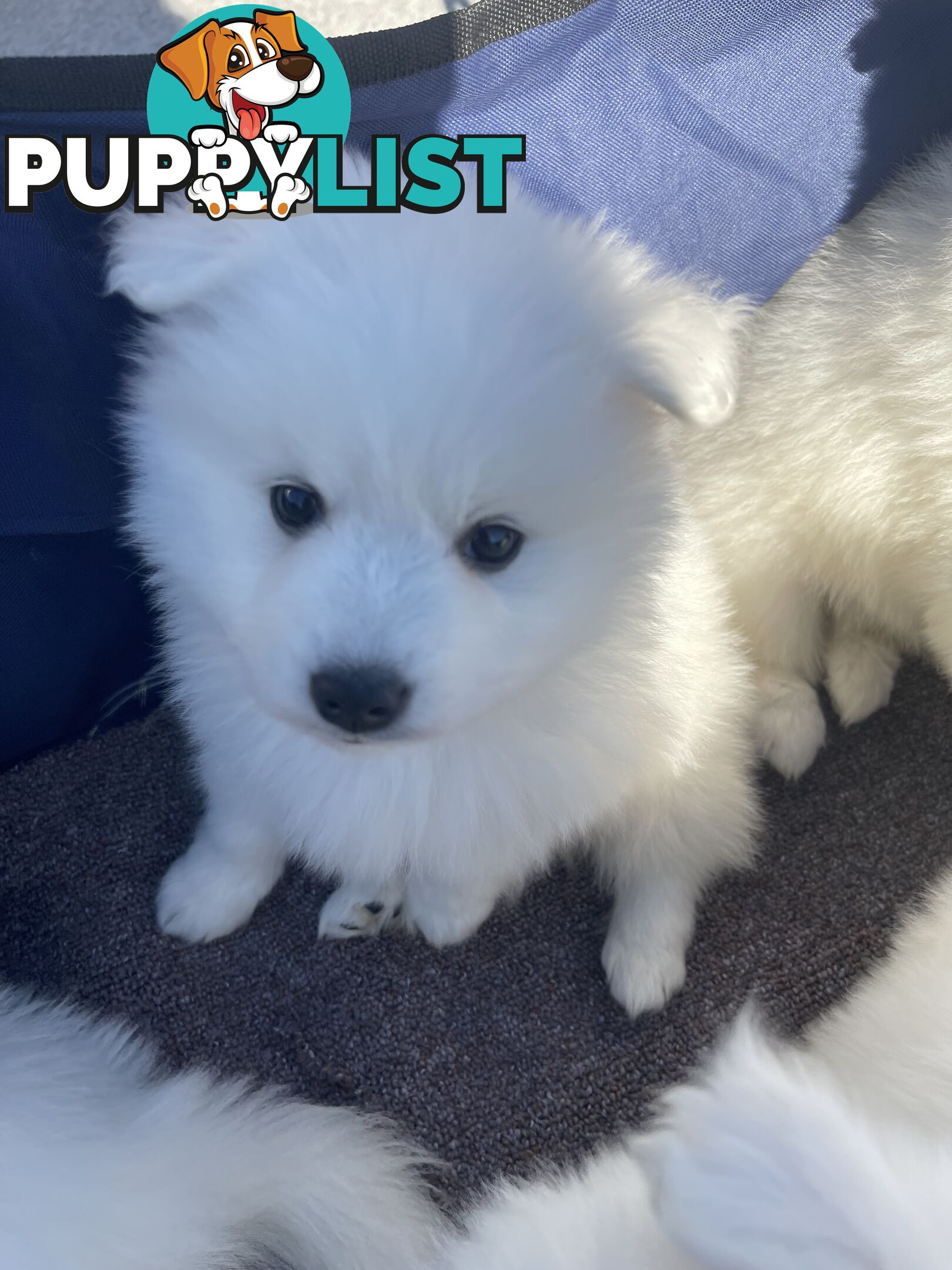 Japanese spitz puppies
