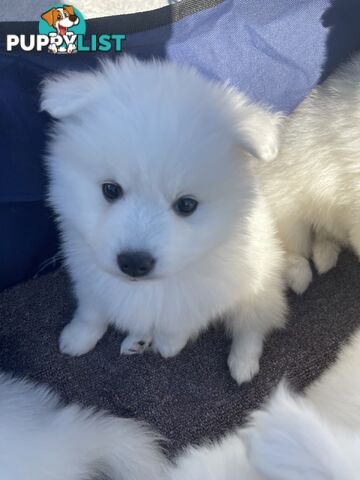 Japanese spitz puppies