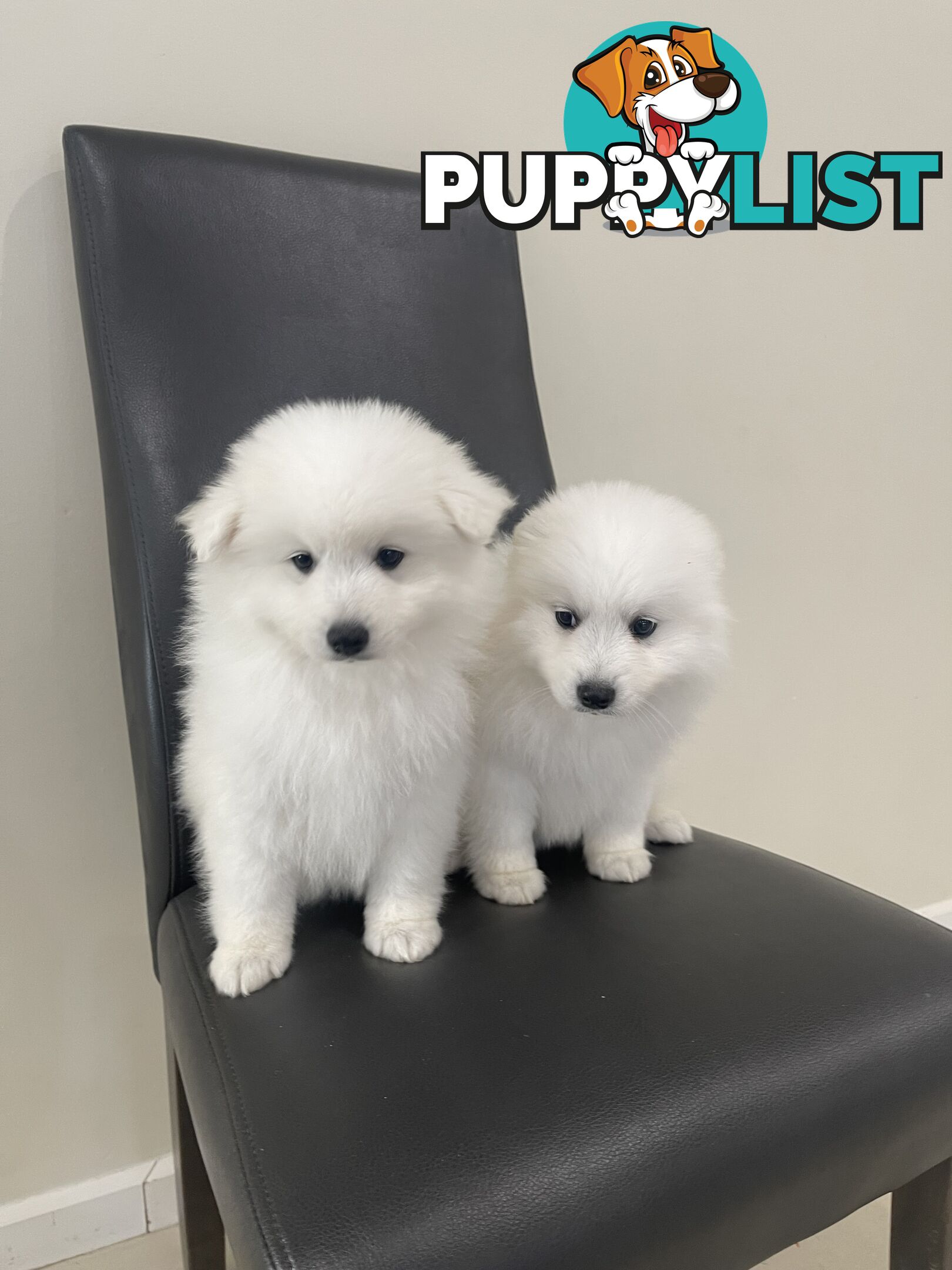 Japanese spitz puppies